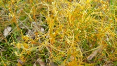 Cuscuta harperi