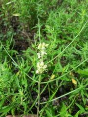 Asclepias stenophylla