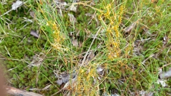 Cuscuta harperi
