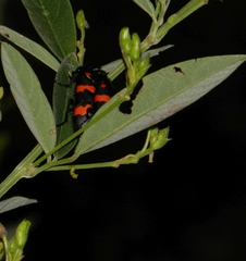 Hycleus biundulatus