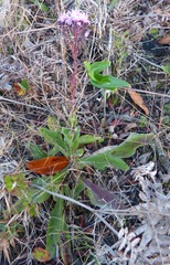 Carphephorus odoratissimus