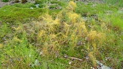 Cuscuta harperi