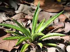 Agave decipiens