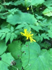Crepis paludosa