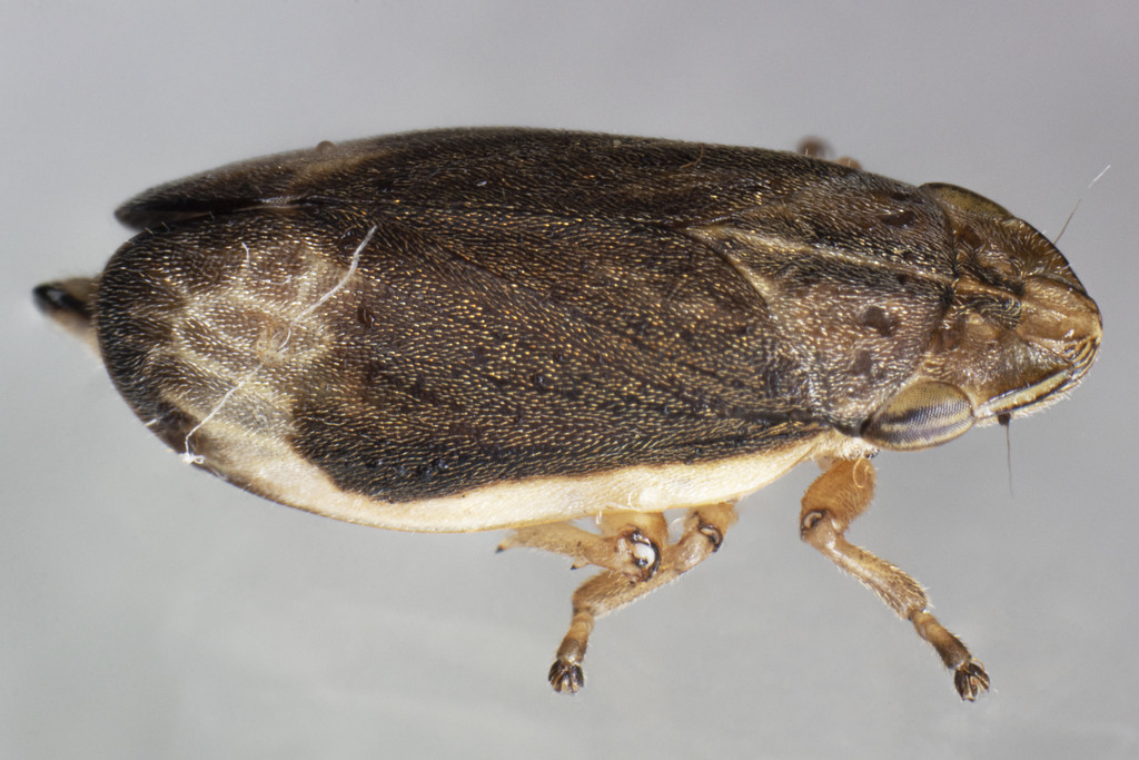 Salt Marsh Spittlebug