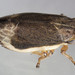 Salt Marsh Spittlebug - Photo (c) solomon v. hendrix, some rights reserved (CC BY-NC), uploaded by solomon v. hendrix