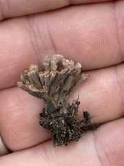 Thelephora anthocephala