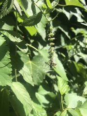 Cerceris atramontensis