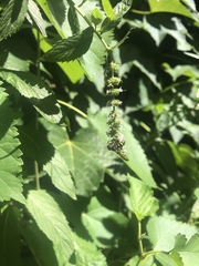 Cerceris atramontensis