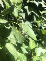 Cerceris atramontensis