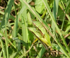 Oxya hyla