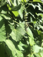 Cerceris atramontensis