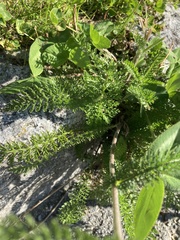 Achillea millefolium
