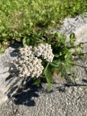 Achillea millefolium