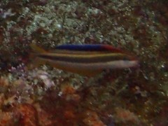 Plagiotremus azaleus