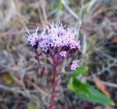 Carphephorus odoratissimus