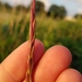 Slender Wheat Grass - Photo (c) cassi saari, some rights reserved (CC BY-NC), uploaded by cassi saari