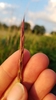 Slender Wheat Grass - Photo (c) cassi saari, some rights reserved (CC BY-NC), uploaded by cassi saari