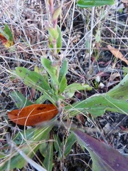 Carphephorus odoratissimus