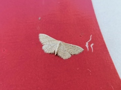 Idaea sylvestraria
