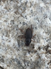 Harpalus griseus