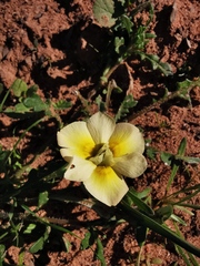 Moraea tricolor
