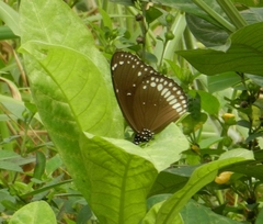 Euploea core