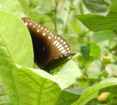 Euploea core
