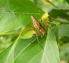 Oxyopes