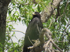 Buteo albonotatus