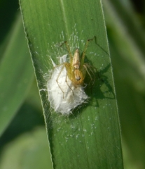 Oxyopes
