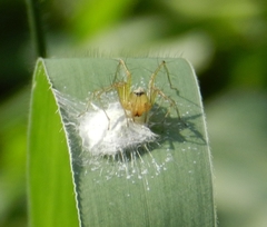 Oxyopes