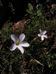 Oxalis ebracteata