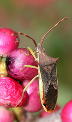 Plinachtus imitator