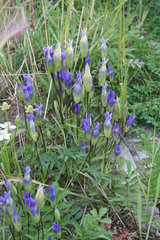 Gentianopsis detonsa raupii