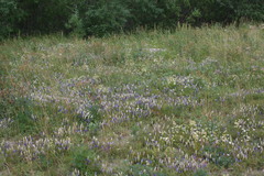 Gentianopsis detonsa raupii