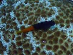 Ecsenius bicolor