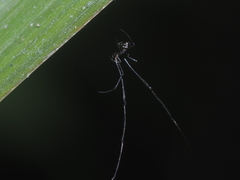 Faiditus