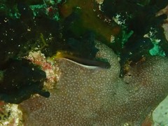 Ecsenius bicolor