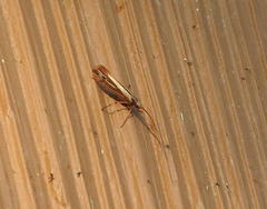Limnephilus ornatus