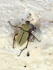 Macrodactylus uniformis