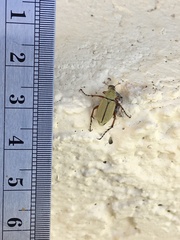 Macrodactylus uniformis