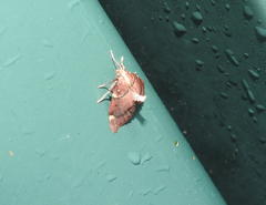 Hypsopygia intermedialis