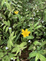 Zephyranthes pulchella