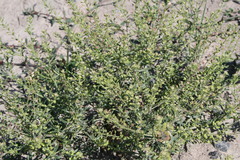 Lepidium ramosissimum