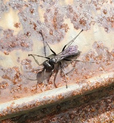 Auplopus carbonarius