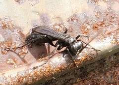 Auplopus carbonarius