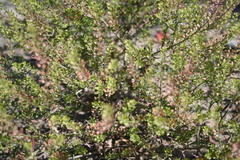 Lepidium ramosissimum