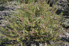 Lepidium ramosissimum