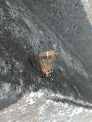 Lamprospilus nicetus